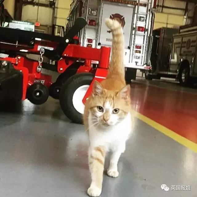 流浪小猫“制霸”消防队，硬汉队员们心甘情愿当猫奴