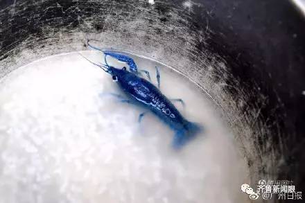 活久见！ 渔民捞到蓝色小龙虾    这种蓝色龙虾能吃吗？