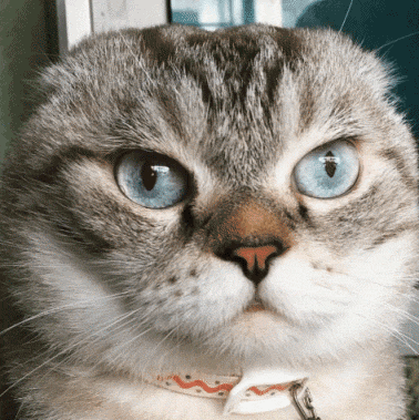 壁纸 动物 猫 猫咪 小猫 桌面 378_379 gif 动态图 动图