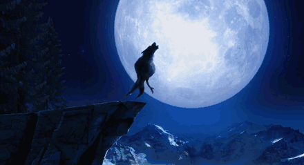好可怕~为什么狼总是喜欢对着月亮嚎叫？