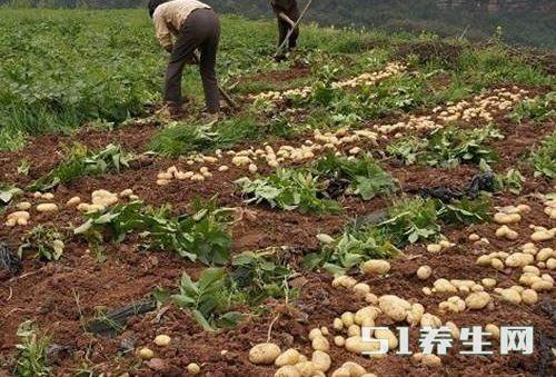 农民将又大又光滑的土豆切块扔田里,不知道的人吓一跳