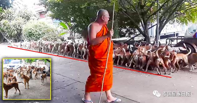 视频|泰国寺庙僧人收留200多只流浪狗！