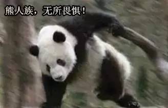 大熊猫"脱裤照"火爆了!缘小:9年了还不放过我,我不要面子啊!