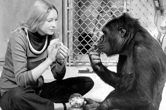 有两项著名的实验尝试教黑猩猩说话 实验结果在这里