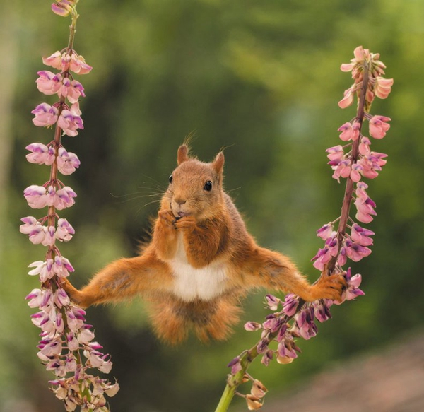 瑞典松鼠摄影专业户geertweggen拍摄下了这组有趣的照片.