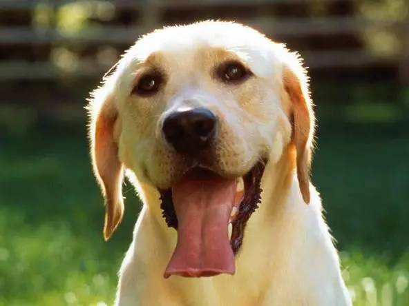狗狗能听懂你说的话吗？至少，它能听出你开不开心