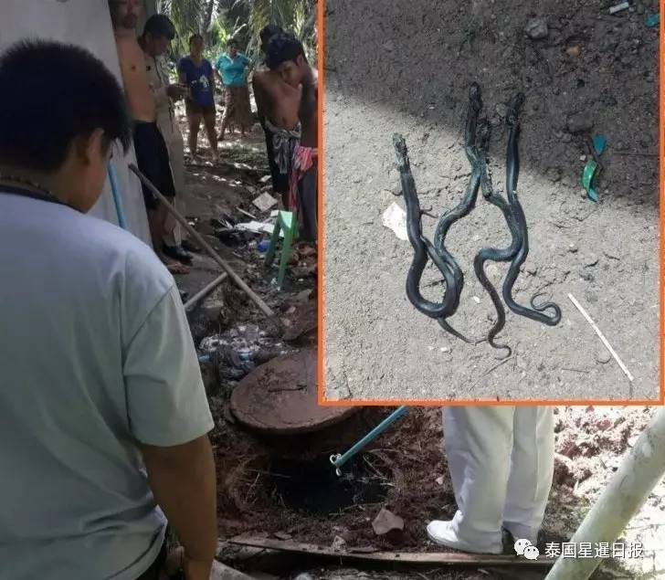 恐怖升级！泰国村民家里厕所发现7条眼镜蛇！