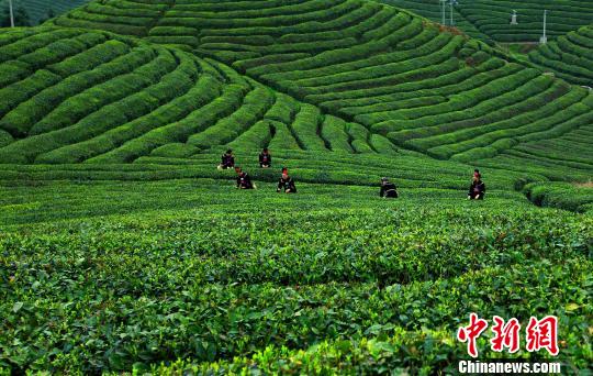 贵州省雷山县有机茶场。 主办方供图 摄 贵州省雷山县有机茶场。 主办方供图 摄