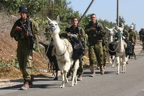 印军骡子驮炮,美军骑驴学校,以色列军则微笑牵出神兽
