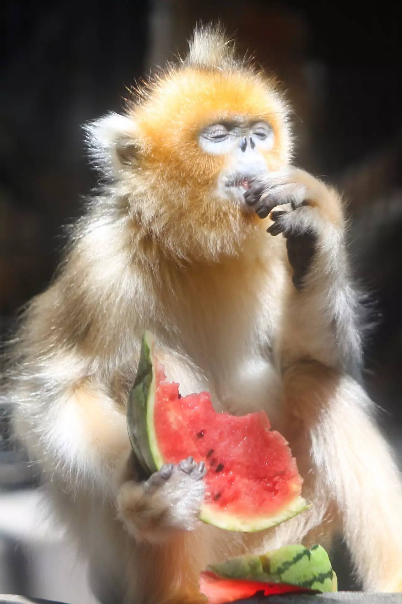 济南市动物园,金丝猴一脸享受地吃着西瓜,个中美妙的滋味岂是
