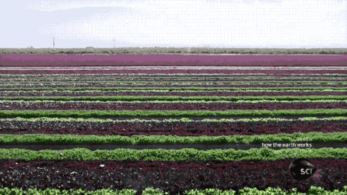 壁纸 成片种植 风景 植物 种植基地 桌面 500_282 gif 动态图 动图