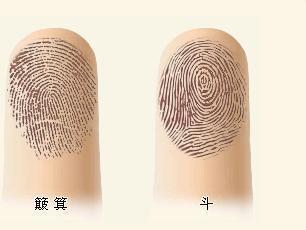 宝宝手指上有几个“斗”?“指纹与智商”的科学解释