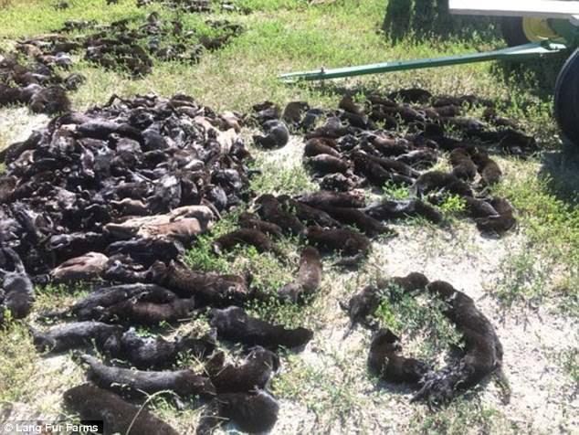 动物维权者闯入养殖场，把近4万只水貂放生导致数千只死亡