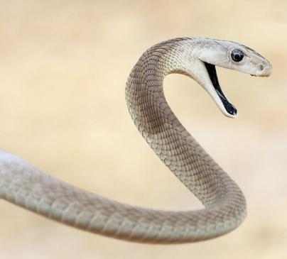 黑曼巴蛇VS眼镜王蛇, 它们到底谁更厉害了?