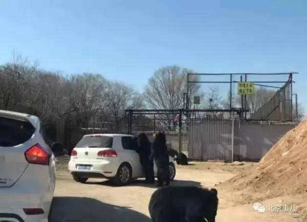 两只黑熊站立靠在车身 后经八达岭野生动物园曹姓工作人员,他表示园区确实发生此事,未造成人员伤害和后果。同时他提醒各位游客,毕竟动物对人会有本能的攻击行为,作为家长一定要有安全意识,要听从现场工作人员的安排。 本期编辑 郦晓君