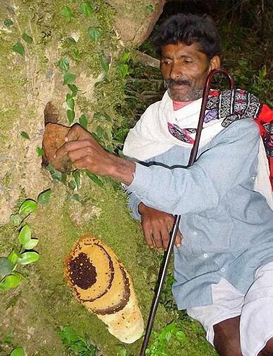 印度采蜜人采蜜方法独特，靠向蜂巢吹气引开蜜蜂