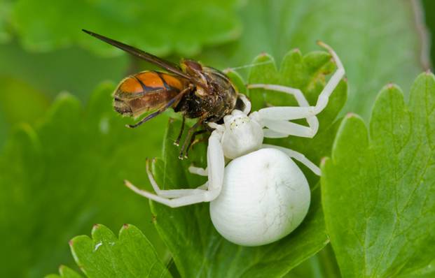 蜜蜂为什么采蜜不自己吃呢 EA823E26065D5F0A600B61B26BF85DE5D728D468_size23_w621_h398.jpeg