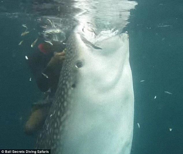 男子发现受伤的鲸鲨嘴上缠着渔线，下水用钳子将渔线取出