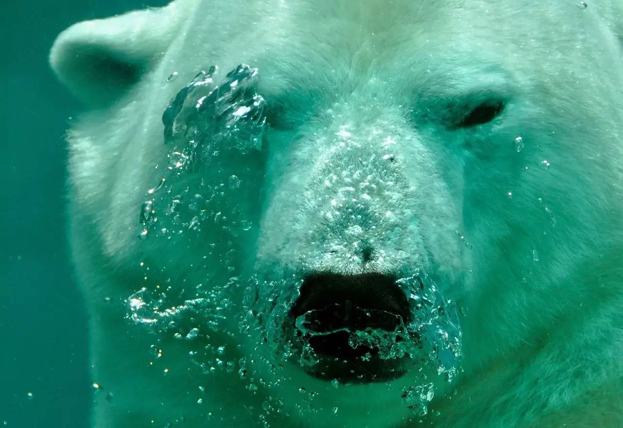 可爱北极熊摄影图片-可爱北极熊摄影作品-千库网