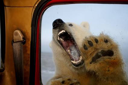 全球变暖冰川融化 北极熊听了想打人