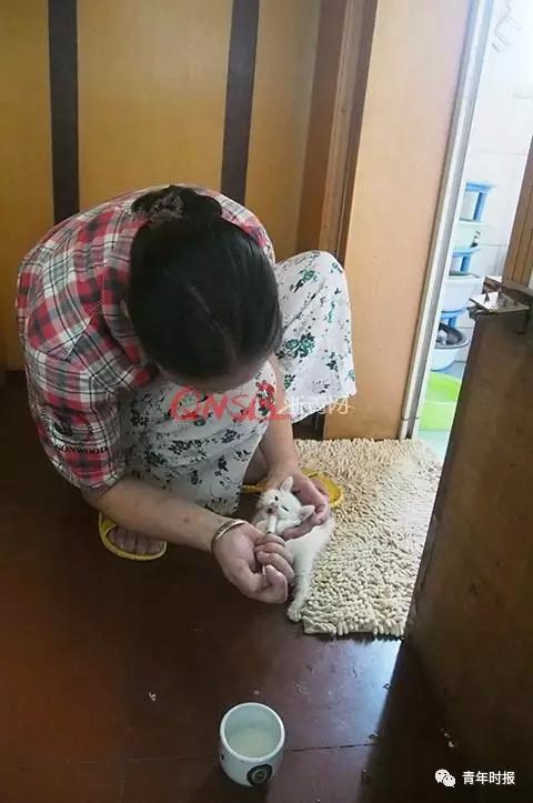 杭州55岁阿姨拿出退休金、打钟点工就为养好33只流浪猫
