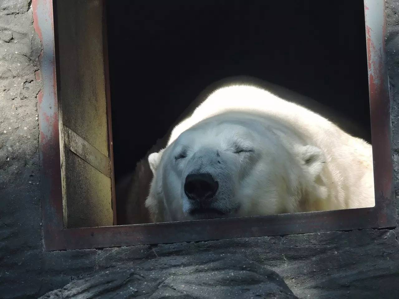 北极熊高清动物桌面壁纸-动物壁纸-壁纸下载-美桌网