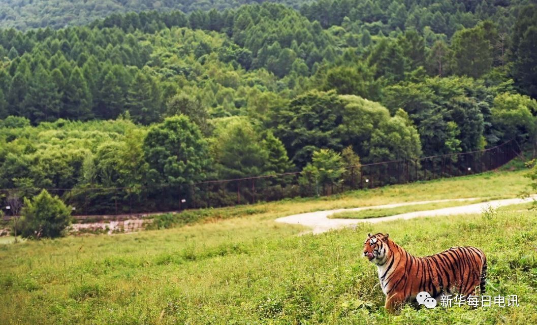 东北虎豹国家公园抢先看:与野生东北虎偶遇,