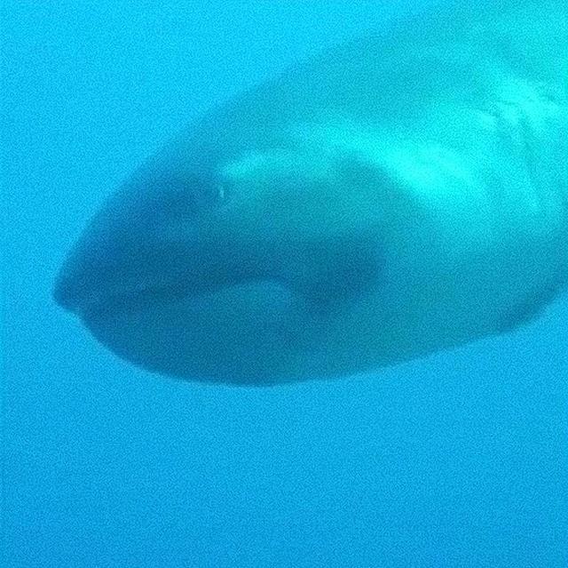 潜水员发现罕见巨口鲨，这种鲨鱼至今仅被发现约60次