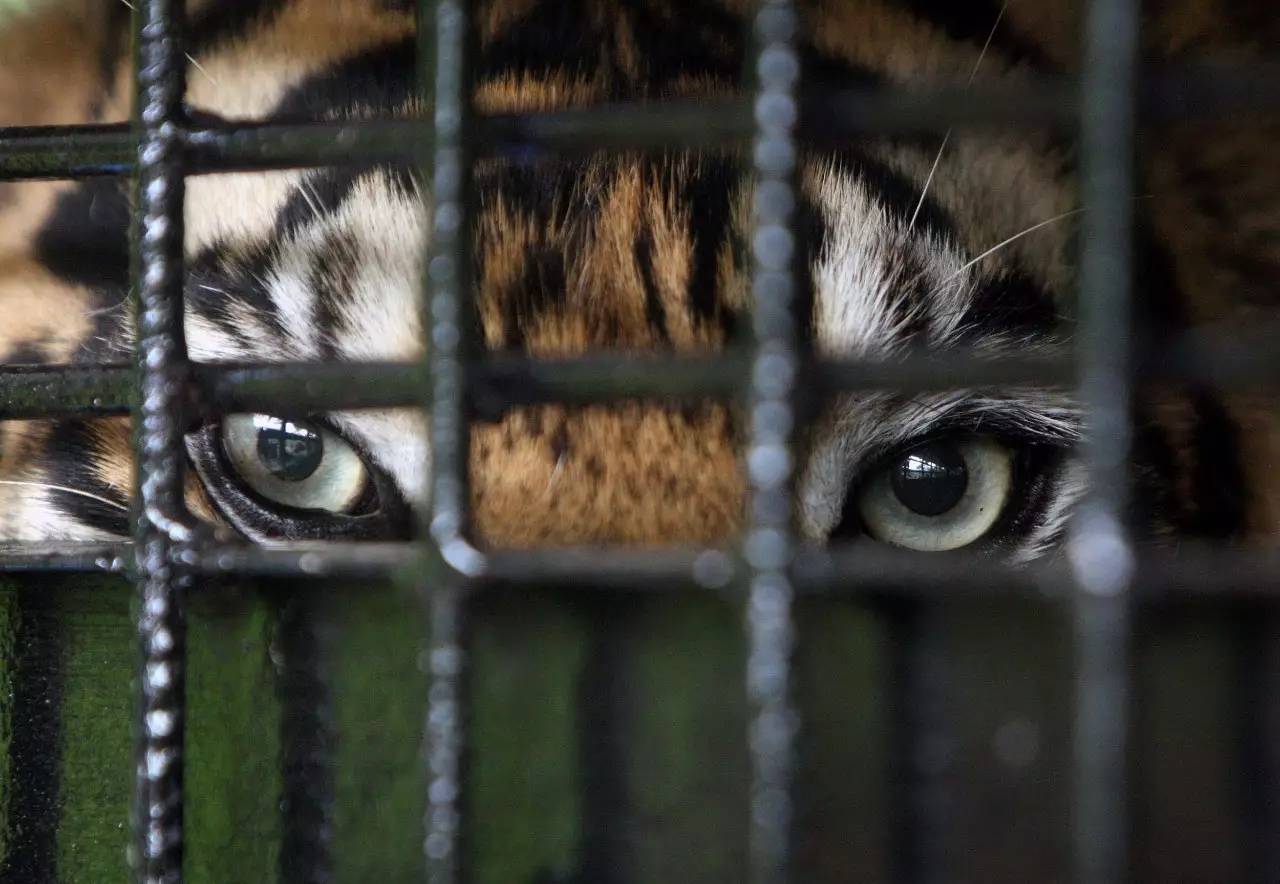 6 非法捕猎一直是威胁野生老虎生存最主要的因素之一。2000年到2014年,全球范围内仅被政府发现偷猎的老虎就有1590只,超过现存老虎的40%;印度作为野生老虎第一大国,20年来有842只被捕杀,占到境内现存老虎的四成。