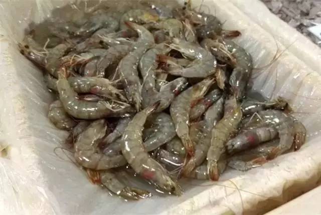 广州二季度食品抽检 这些菜市场海鲜检出抗生素