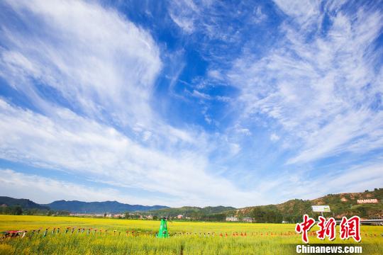 汽车品牌占有量_森林的人均占有量(3)