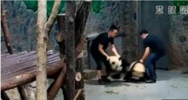 英媒称“摔熊猫”视频引热议：熊猫很凶猛饲养员常受伤