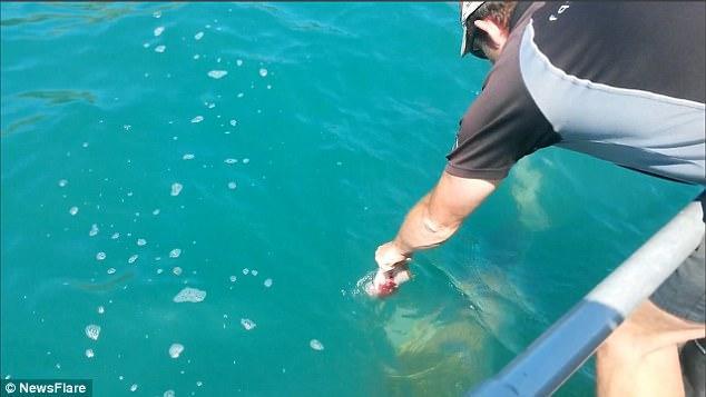 男子船上徒手喂5百多斤的鲨鱼，过程惊险几乎咬到手