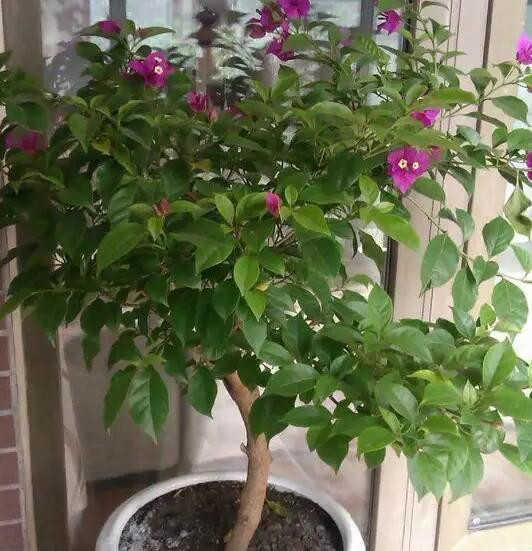 三角梅这么修剪,不出1个月就花开满树!小区里的大妈都