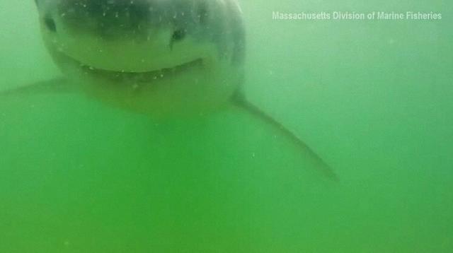 大白鲨想咬掉水下摄像机，锋利牙齿和口腔内部被清晰拍下