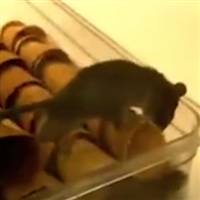 视频丨面包新语又摊上事了，活老鼠在蛋卷上来回爬行