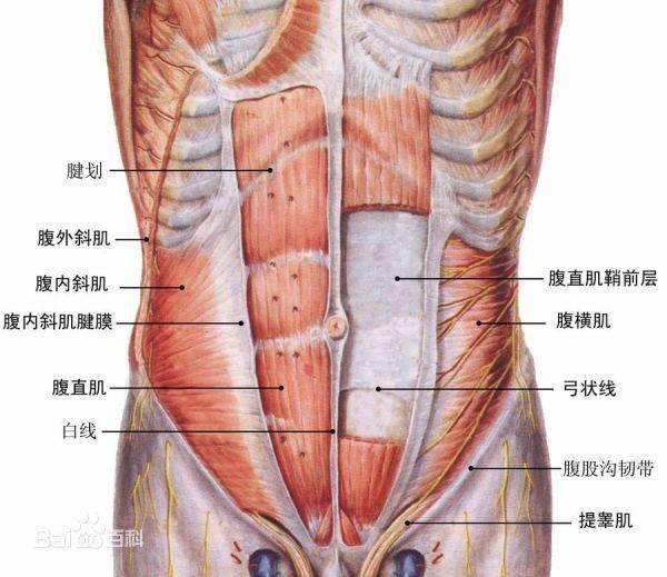 别傻了！这才是你练不出8块腹肌的真正原因！