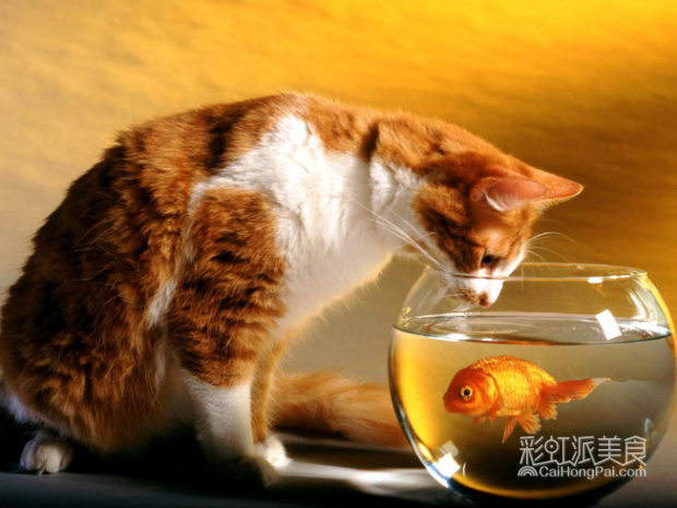 猫奴必看|海的味道我知道!马来西亚小鱼干零食-彩虹派美食