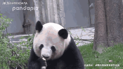 吸熊猫这么久,你见过熊猫打嗝吗?感受一下滚滚令人窒息的声音吧