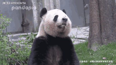 吸熊猫这么久,你见过熊猫打嗝吗?感受一下滚滚令人窒息的声音吧