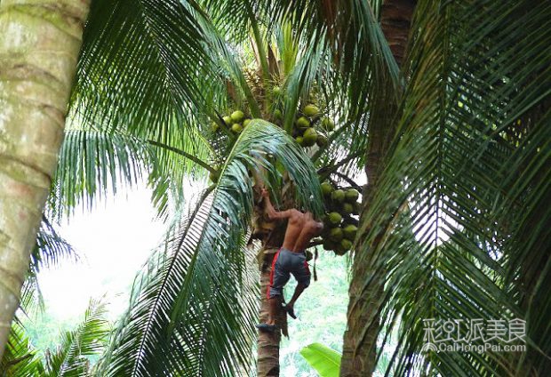 甜到你心里丨东南亚美食の灵魂——马六甲椰糖-彩虹派美食