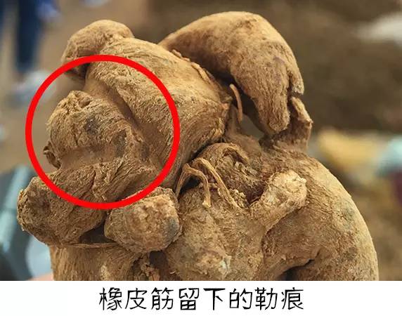什么是戴帽七