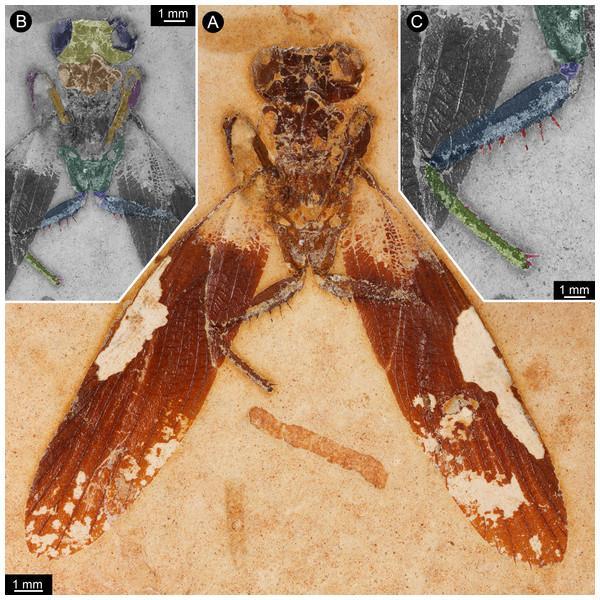 这里发现罕见的螳螂化石，距今1.1亿年与现在螳螂有区别