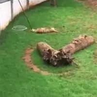两虎相斗，年长东北虎被咬窒息而死