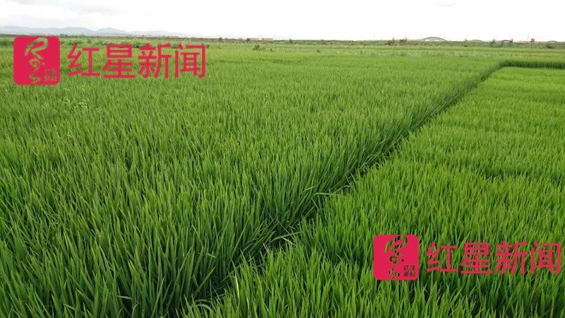 c o m袁隆平的新战场:盐碱地上试种的海水稻出穗了,预期亩产350公斤