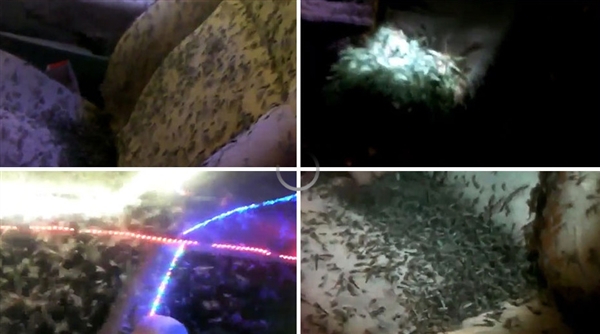 男子外出钓鱼忘关车窗:被上百万只蚊子霸占
