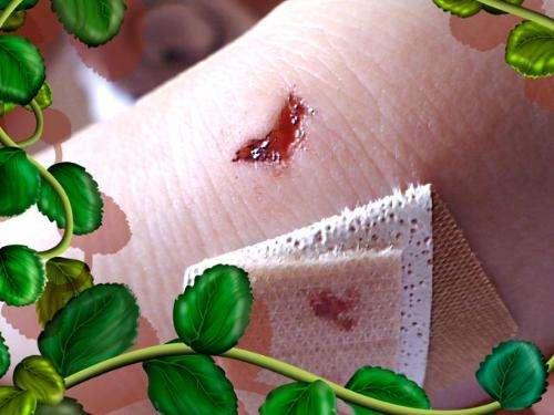 消炎药粉可不要直接撒在伤口上