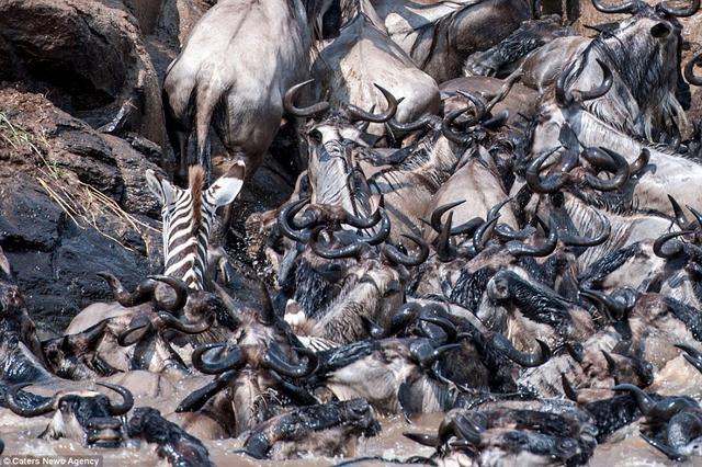 摄影师记录下野生动物大迁徙的壮观场面，为生存不顾一切