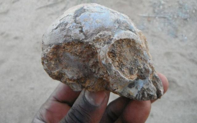 柠檬大小的猿猴头骨，被认为是1300万年前人类的起源