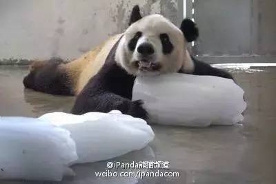 笑哭~看到这只网红熊猫网友笑翻,是热到怀疑人生了吗?
